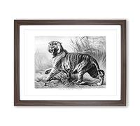 Royal Bengal Tiger By John Karst Vintage Framed Print | A4 Walnut Framed Wall Art | Ready to Hang | Classic Animal Picture | Living Room Bedroom Lounge Office