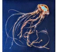 Royal Blood - Back To The Water Below (Amazon Exclusive Gold Vinyl) [VINYL]