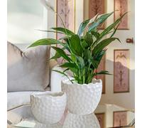 Royal Botanic Gardens Kew Botanical Textured White Planter