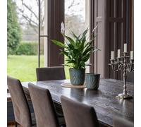 Royal Botanic Gardens Kew Kew Embossed Fern Teal Planter H17cm D18cm | Premium Quality | Embossed design| Reactive glaze Royal Botanic Gardens Kew Teal