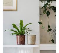 Royal Botanic Gardens Kew Kew Reactive Glaze Ivory Planter H18cm D19cm | Ceramic | Kew Embossed Logo | Premium Quality Royal Botanic Gardens Kew Ivory