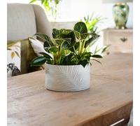 Royal Botanic Gardens Kew Kew Stoneware Sago Palm Bowl Ivory 24Cm | Ceramic | Embossed design | Matt Reactive Glaze Royal Botanic Gardens Kew Ivory