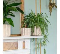 Royal Botanic Gardens Kew Organic Ripple Bone Planter - Large