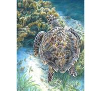 Royal Brush Color Pencil By Number Kit 8.75"X11.75"-Sea Turtle