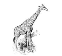 ROYAL BRUSH Sketching Made Easy Giraffe Mini Kit, 5" by 7"