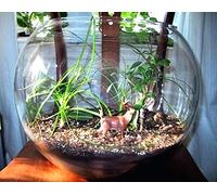 Royal Glassware Bowl Vase Glass Ball Globe Height 30cm/12 Inches Diameter 35CM/14.2inches GLASS Transparent