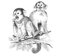 Royal & Langnickel Monkeys A4 Sketching Made Easy Art Project Kit