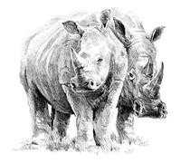 Royal & Langnickel Rhino Pair A4 Sketching Made Easy Art Project Kit