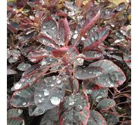 Royal Purple Smoke Bush Shrub Plant Cotinus Coggygria 12L Pot 1m - 1.25m Plant Theory Green One Size