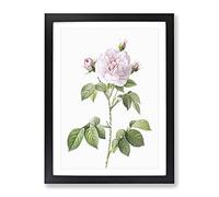 Royal Rose In Pale Pink By Pierre Joseph Redoute Vintage Framed Print | A3 Black Framed Wall Art | Ready to Hang | Classic Floral Picture | Living Room Bedroom Lounge Office