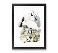 Royal Spoonbill Birds By Elizabeth Gould Vintage Framed Print | A3 Black Framed Wall Art | Ready to Hang | Classic Nature Picture | Living Room Bedroom Lounge Office