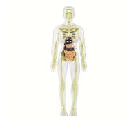 RPH 30pcs Human Anatomy Model Set - Removable Skeleton And Full Torso-Educational STEM Kit for Teens - Medical Teaching Skeleton Model Kit with Removable Organs, Anatomy Human Structure Learning TooL