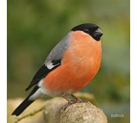 RSPB Bullfinch Sound Card
