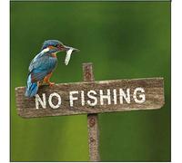 RSPB Photographic Blank/Birthday Greeting Card (WDM-453359) - Kingfisher - Stunning Photographic Card From the Range by Woodmansterne - Suitable for Any Recipient