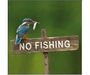 RSPB Photographic Blank/Birthday Greeting Card (WDM-453359) - Kingfisher - Stunning Photographic Card From the Range by Woodmansterne - Suitable for Any Recipient