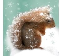 RSPB Small Square Christmas Card Pack - Squirrel In Snow