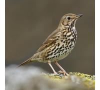 rspb Song Thrush Greeting Sound Card
