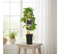 Rubus Idaeus Golden Bliss Pot Size 17 Cm Height 75 Raspberry Indoor Houseplant