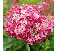 Ruby Annabelle Sevenbark Shrub Plant Hydrangea Arborescens 3L Pot Plant Theory Green One Size