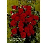 Ruby Anniversary Wedding Rose In 55L Pot Dark Red Blooms For Special Occasions Garden Plant