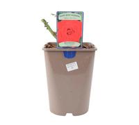 Ruby Anniversary Wedding Rose In 55L Pot Dark Red Blooms For Special Occasions Garden Plant