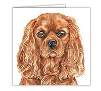 Ruby Cavalier King Charles Spaniel Art Card/Greetings Card (AC-260)