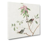 Ruby crowned Wren Bird by John James Audubon Canvas Print | Gallery Wrapped 30mm Frame Wall Art | 14x14 inches | Ready to Hang | Retro Animals Picture | Living Room Bedroom Lounge Office