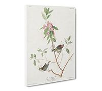 Ruby Crowned Wren By John James Audubon Canvas Print | Gallery Wrapped 30mm Frame Wall Art | 30x20 inches | Ready to Hang | Retro Picture | Living Room Bedroom Lounge Office