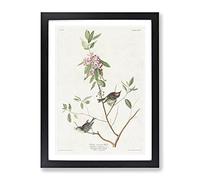 Ruby Crowned Wren By John James Audubon Vintage Framed Print | A2 Black Framed Wall Art | Ready to Hang | Classic Nature Picture | Living Room Bedroom Lounge Office