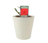Ruby Wedding Rose in 5.5L Pot - Dark Red Blooms for Special Occasions - Metal Cream Vertical Line