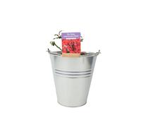 Ruby Wedding Rose in 5.5L Pot - Dark Red Blooms for Special Occasions - Metal Zinc Pail
