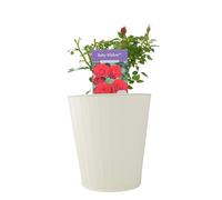 Ruby Wishes Rose Bush - 5.5L Pot - Compact Patio Rose with Rich Red Blooms - Metal Vertical Line Cream