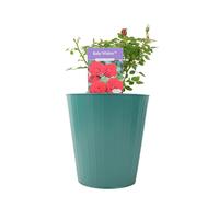 Ruby Wishes Rose Bush - 5.5L Pot - Compact Patio Rose with Rich Red Blooms - Metal Vertical Line Green