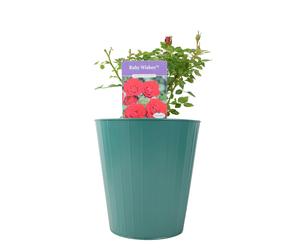 Ruby Wishes Rose Bush - 5.5L Pot - Compact Patio Rose with Rich Red Blooms - Metal Vertical Line Green
