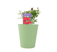 Ruby Wishes Rose Bush - 5.5L Pot - Compact Patio Rose with Rich Red Blooms - Metal Vertical Line Teal