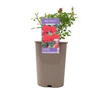 Ruby Wishes Rose Bush - 5.5L Pot - Compact Patio Rose with Rich Red Blooms - No Container