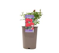 Ruby Wishes Rose Bush - 5.5L Pot - Compact Patio Rose with Rich Red Blooms - Metal Vertical Line Teal