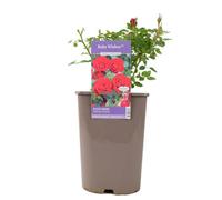 Ruby Wishes Rose Bush - 5.5L Pot - Compact Patio Rose with Rich Red Blooms - Metal Vertical Line Cream
