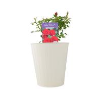 Ruby Wishes Rose Bush - 5.5L Pot - Compact Patio Rose with Rich Red Blooms - Metal Vertical Line Green
