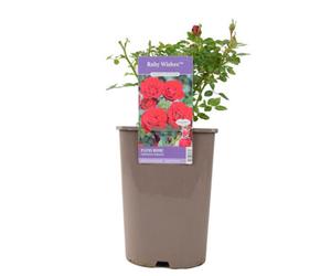 Ruby Wishes Rose Bush 55L Pot Compact Patio Rose With Rich Red Blooms Garden Plant