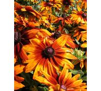 Rudbeckia Cappuccino Seeds Hardy Perennial Summer Blooms Drought Tolerant Low Maintenance Pollinator Friendly Thompson & Morgan