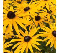 Rudbeckia fulgida Goldstrum 9cm