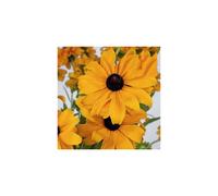 Rudbeckia Marmalade. Golden-Orange Black-Eyed Susan Seeds