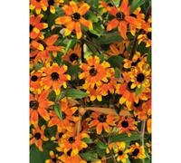 RUDBECKIA Triloba 'PRAIRIE GLOW' x 6 MEDIUM PLUG PLANTS