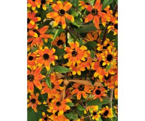 RUDBECKIA Triloba 'PRAIRIE GLOW' x 6 MEDIUM PLUG PLANTS