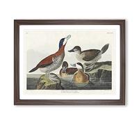 Ruddy Duck By John James Audubon Vintage Framed Print | A4 Walnut Framed Wall Art | Ready to Hang | Classic Animal Picture | Living Room Bedroom Lounge Office