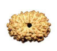 Rudrashiv Blessing 13 Mukhi Rudraksha from Indonesia/Loose Bead Lab Certified/Thirteen Mukhi Indonesian Rudraksha Size 10mm-12mm/ Lord Kamadeva/Tiny