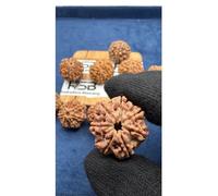 Rudrashiv Blessing 7 Mukhi Nepal Rudraksha Activated & Energized Bead 22mm-24mm Loose Bead