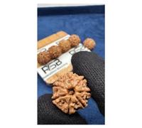 Rudrashiv Blessing 7 Mukhi Nepal Rudraksha Activated & Energized Bead Small 16mm-18mm/ Neapl 7 Mukhi Rudraksha Loose Bead