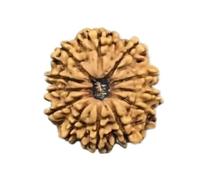 Rudrashiv Blessing 8 Nepal Rudraksha Mukhi/Lord Ganesha/Size 26mm-28mm/Loose Bead/IGL Lab Certified/Eight Mukhi Rudraksha Nepal
